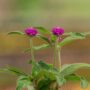 Gomphrena – Ping Pong Purple – 4.5″ Pot
